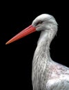 Portrait of an adult white stork - Nahaufnahme eines erwachsenen WeiÃÅ¸storches Ciconia ciconia